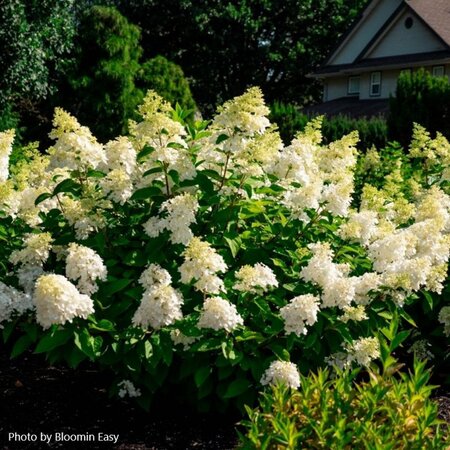 Hydrangea pan. - 'Bouncy' (BE) 2 gal BE - image 2