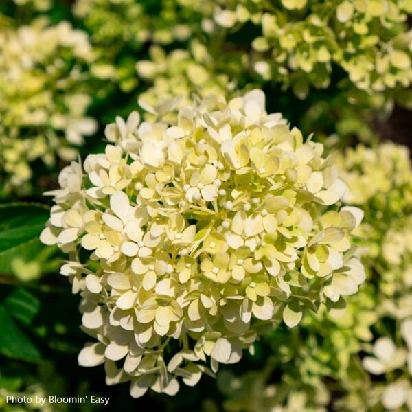 Hydrangea pan. - 'Bubble Bath' (BE) 2 gal BE