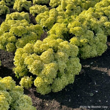 Hydrangea pan. - 'Bubble Bath' (BE) 2 gal BE - image 2