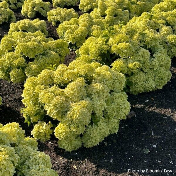 Hydrangea pan. - 'Bubble Bath' (BE) 2 gal BE - image 2