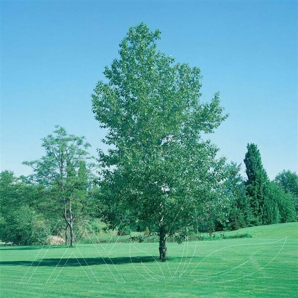 Populus x - Okanese Hybrid Poplar 7 gal - image 1