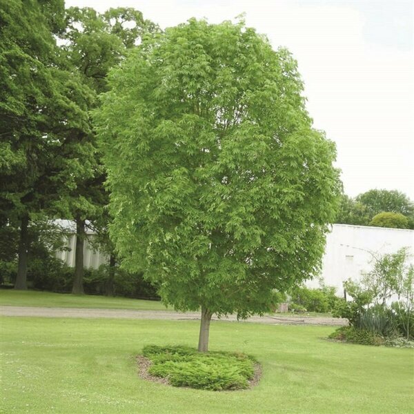 Fraxinus mandshurica - 'Mancana' Ash 10 gal