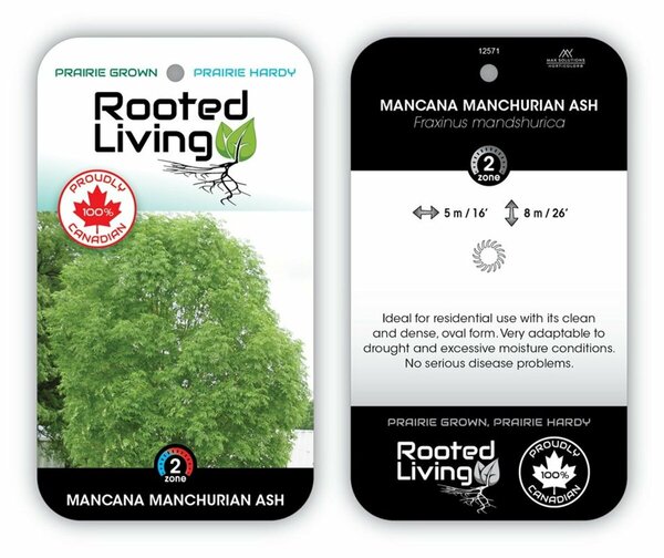 Fraxinus mandshurica - 'Mancana' Ash 10 gal - image 2