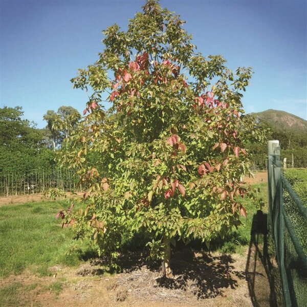 Acer negundo - 'Sensation' Manitoba Maple / Boxelder 10 gal - image 2