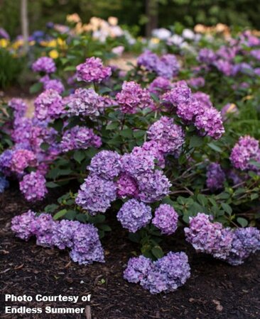 Hydrangea mac. - 'BloomStruck'® (ES) 2 gal ES - image 2