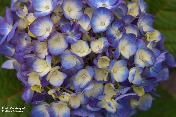 Hydrangea mac. - 'BloomStruck'® (ES) 2 gal ES