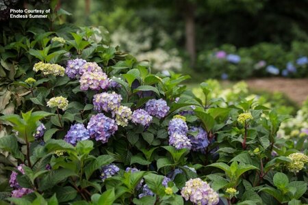 Hydrangea mac. - 'BloomStruck'® (ES) 2 gal ES - image 3