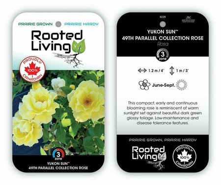 Rosa - 'Yukon Sun' 49th Parallel Rose [Yellow] 2 gal