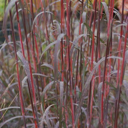 Andropogon gerardii - 'Holy Smoke' Big Bluestem Grass 1 gal outdoor