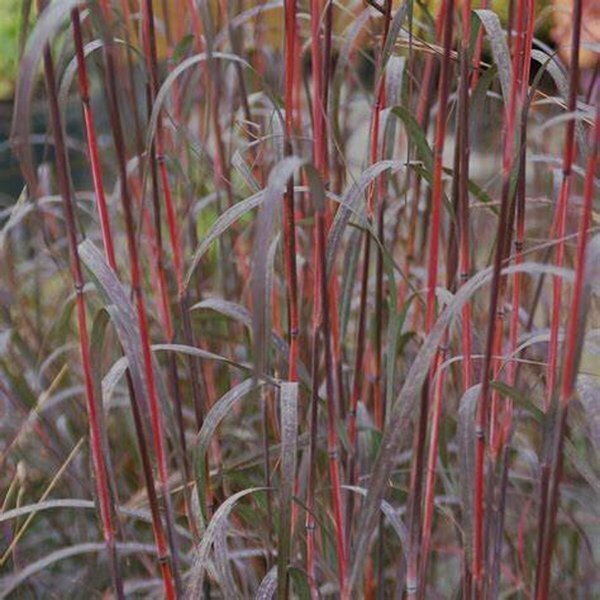 Andropogon gerardii - 'Holy Smoke' Big Bluestem Grass 1 gal outdoor