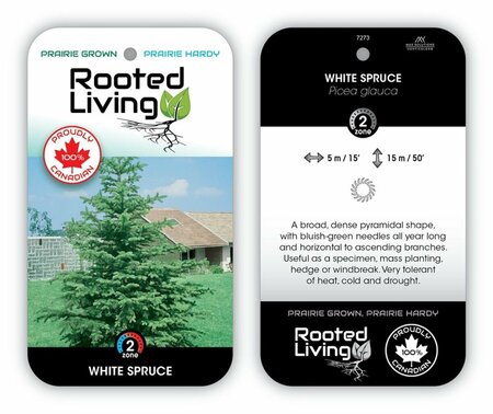 Picea glauca - 'White' Spruce 1 gal