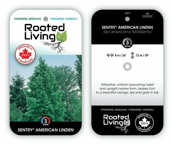 Tilia americana - 'American Sentry' Linden 5 gal