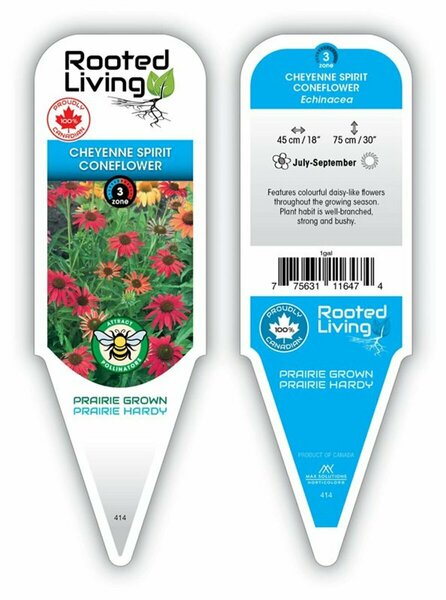 Echinacea - 'Cheyenne Spirit' Coneflower [Mix] 1 gal outdoor
