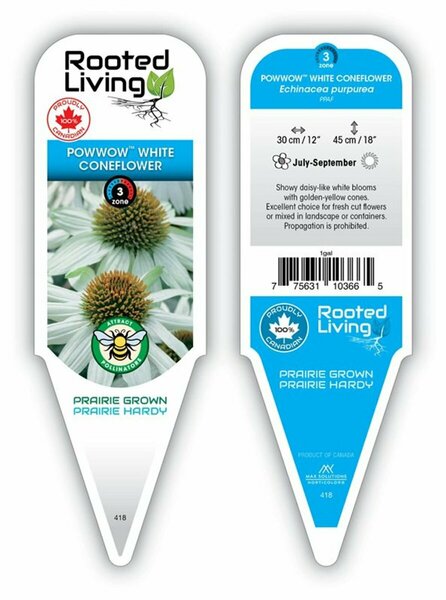Echinacea - 'PowWow™ White' Coneflower [Wh] 1 gal outdoor