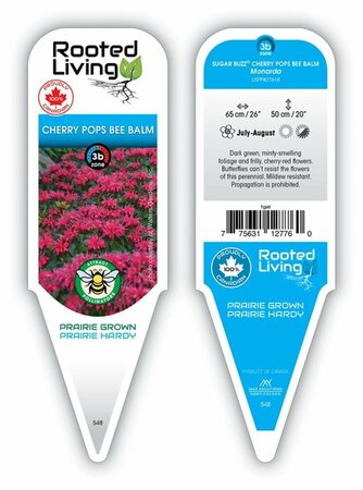 Monarda - Sugar Buzz® 'Cherry Pops' Bee Balm 1 gal outdoor - image 1
