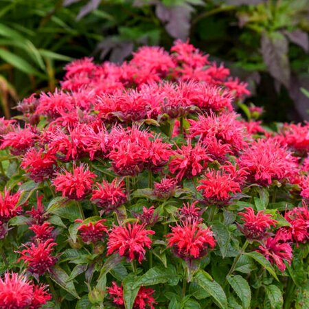 Monarda - Sugar Buzz® 'Cherry Pops' Bee Balm 1 gal outdoor - image 2