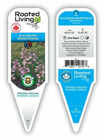 Penstemon digitalis - 'Blackbeard' Beardtongue 1 gal outdoor