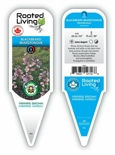 Penstemon digitalis - 'Blackbeard' Beardtongue 1 gal outdoor