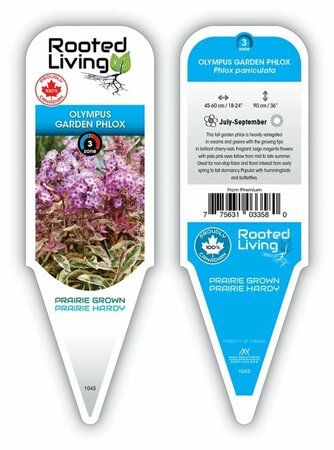 Phlox pan. - 'Olympus' [Magenta] 1 gal outdoor - image 2