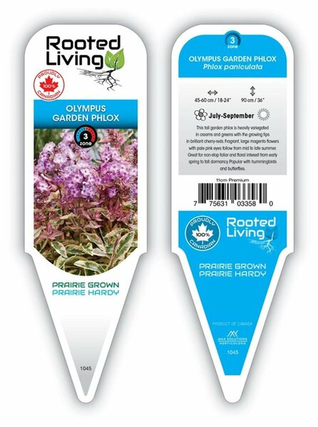 Phlox pan. - 'Olympus' [Magenta] 1 gal outdoor - image 2