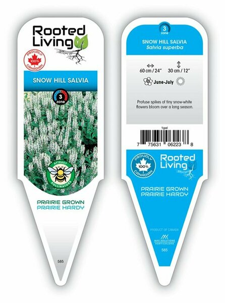 Salvia superba - 'Snow Hill' [White] 1 gal outdoor