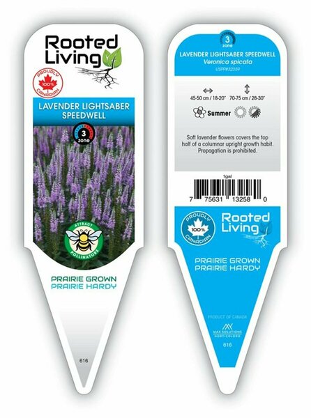 Veronica spicata - 'Lavender Lightsaber' Speedwell 1 gal outdoor