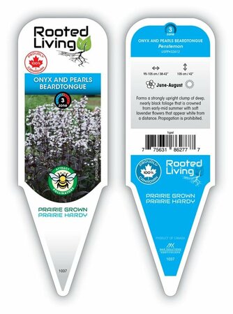 Penstemon digitalis - 'Onyx & Pearls' Beardtongue 1 gal outdoor