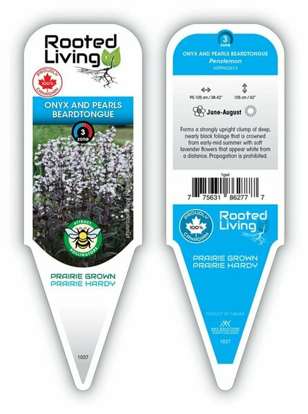 Penstemon digitalis - 'Onyx & Pearls' Beardtongue 1 gal outdoor