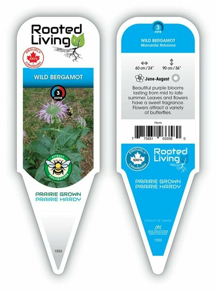 Monarda fistulosa- Native Bee Balm / Wild Bergamot 1 gal outdoor