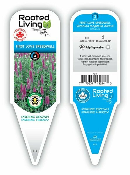 Veronica long. - 'First Love' Speedwell [Brt Pink] 1 gal outdoor - image 2