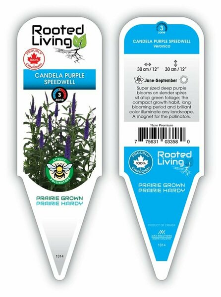 Veronica- Candela™ Purple Speedwell 1 gal outdoor