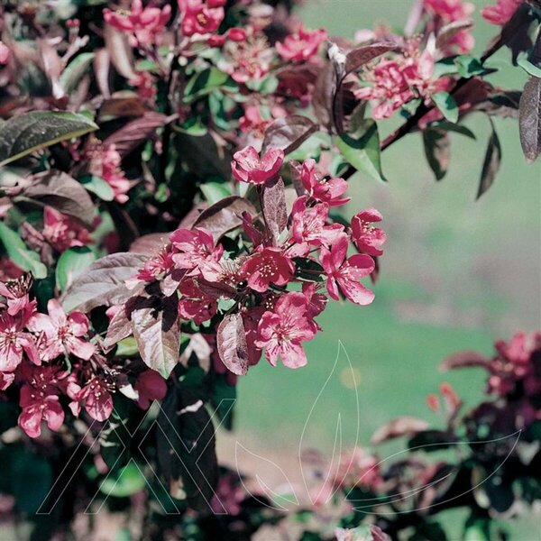 Malus - 'Thunderchild' Flowering Crab 10 gal - image 2