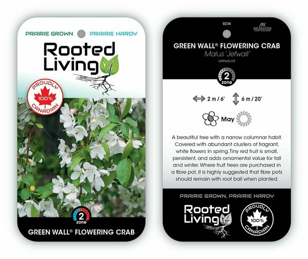 Malus - 'Green Wall' Flowering Crab (FE) 5 gal - image 2