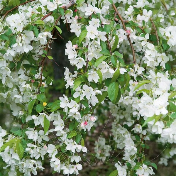 Malus - 'Green Wall' Flowering Crab (FE) 5 gal - image 1