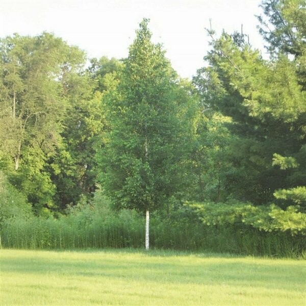 Betula platy. 'Fargo' - 'Dakota Pinnacle' Birch 10 gal - image 2
