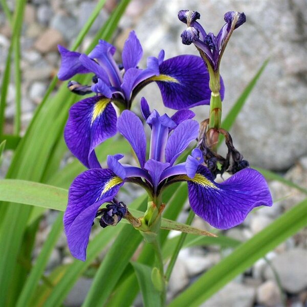 Iris setosa 'Blue Flag' Iris 1 gal outdoor