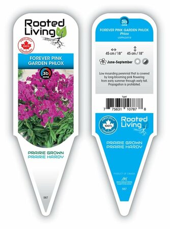 Phlox x. - 'Forever Pink' Hybrid Phlox 2 gal outdoor