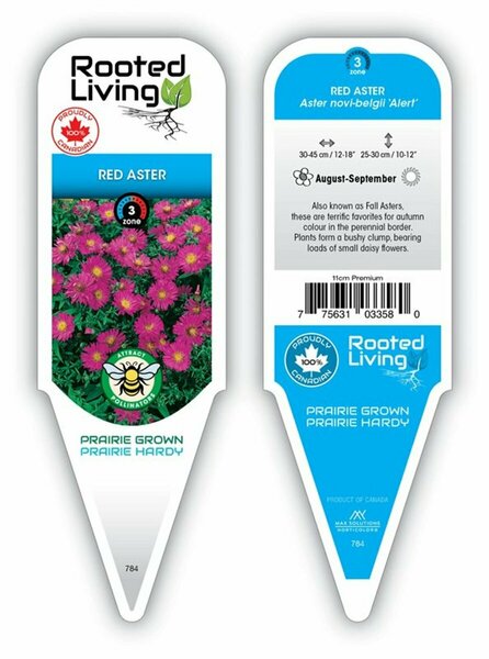 Aster - 'Alert' Red Aster 2 gal outdoor