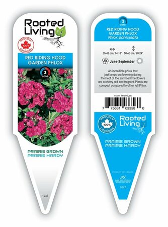 Phlox pan. - 'Red Riding Hood' Phlox [Cherry-Red] 2 gal outdoor