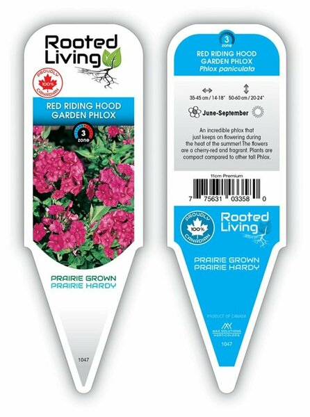 Phlox pan. - 'Red Riding Hood' Phlox [Cherry-Red] 2 gal outdoor