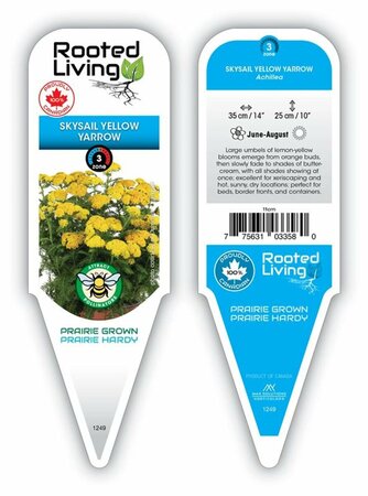 Achillea - Skysail™ Yellow Yarrow [Dwf] 2 gal outdoor