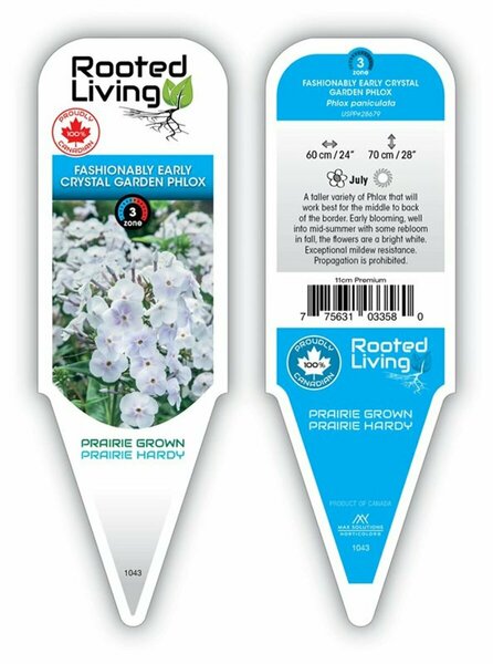 Phlox pan. - Fashionably Early™ 'Crystal' 2 gal outdoor