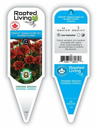 Gaillardia Spintop™ - 'Mariachi Red Sky' Blanket Flower 1 gal outdoor