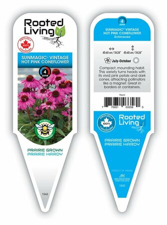 Echinacea Sunmagic - 'Vintage Hot Pink' 1 gal outdoor
