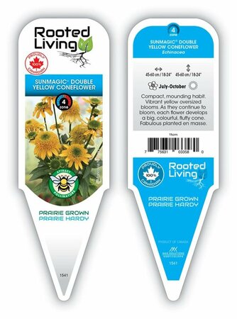 Echinacea Sunmagic - 'Double Yellow' Coneflower 1 gal outdoor