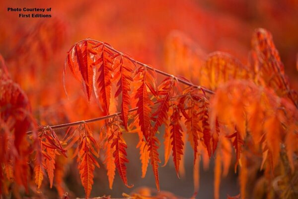 Rhus typhina - 'Tiger Eyes'® Sumac (FE) 5 gal FE - image 3