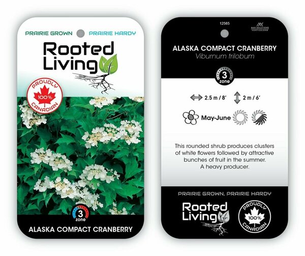 Viburnum trilobum - 'Alaska' Compact Highbush Cranberry 2 gal