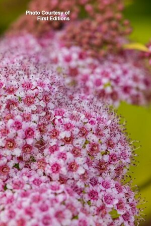 Spiraea jap. - 'Little Spark'® (FE) 2 gal FE - image 1