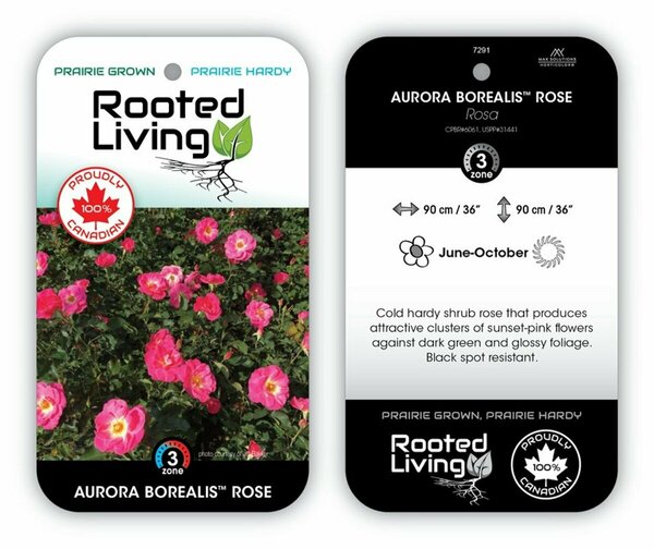 Rosa - 'Aurora Borealis' Rose [Pink] 1 gal