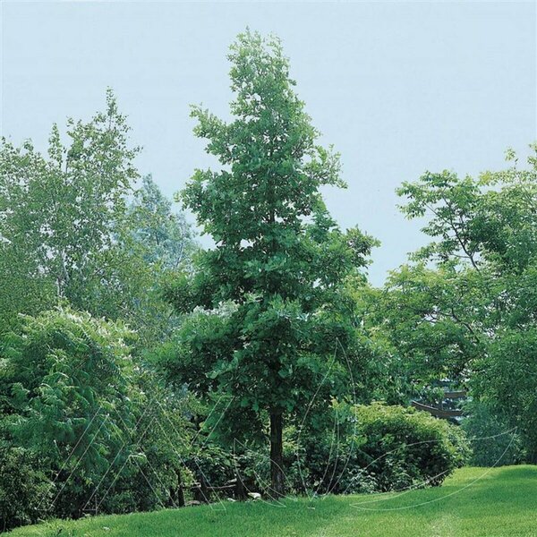 Quercus macrocarpa - Bur Oak 2 gal - image 2